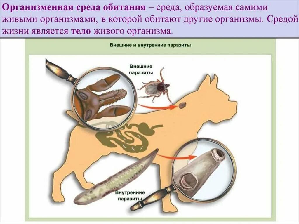 Организм как среда обитания. Организм как среда. Организменная среда обитания. Обитатели организменной среды. Приспособления организменной среды обитания 5 класс