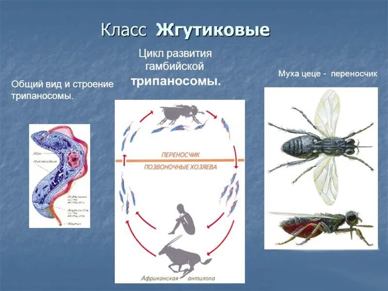 Трипаносома классификация. Трипаносома строение. Класс жгутиковые паразиты. Трипаносомы представители. Переносчики ковида