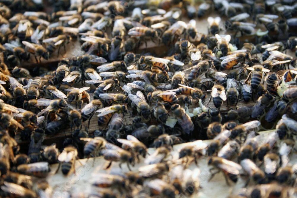 Массовое уничтожение как называется. Массовая гибель пчел. Массовый мор пчел. Пестициды и пчелы. Смерть пчелы.