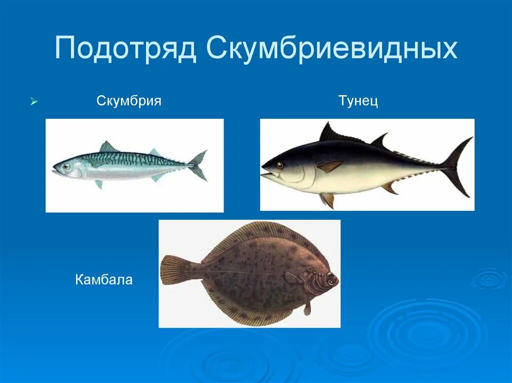 Какая среда обитания тунца