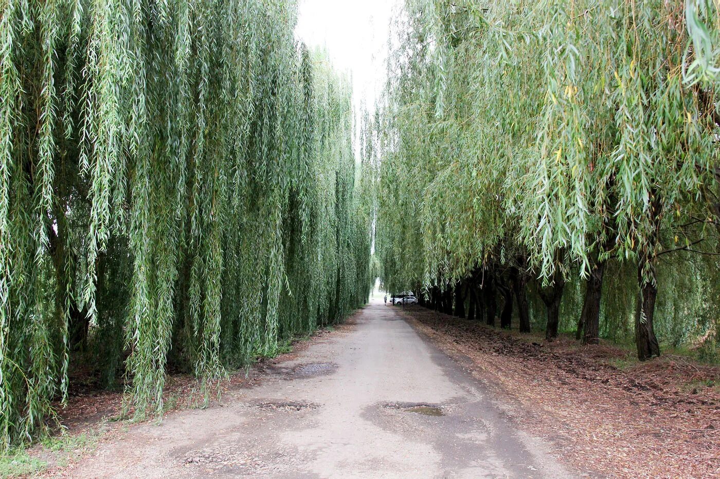 Ива Вавилонская (Salix babylonica). Ива Вавилонская (плакучая) (Salix babylonica). Ива Вавилонская (Salix babylonica `tortuosa`). Ива Криспа кудрявая. Выросла ива