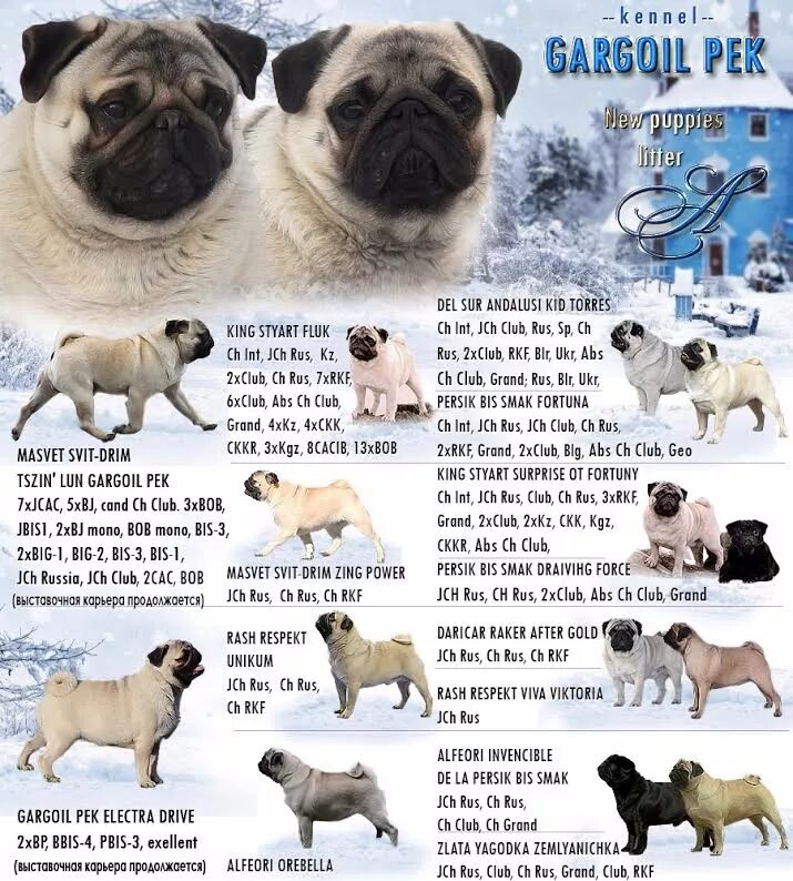 Сколько весит мопс. Мопс в возрасте. Сколько весит мопс. Сколько весит мопс. Мопс 20 кг.