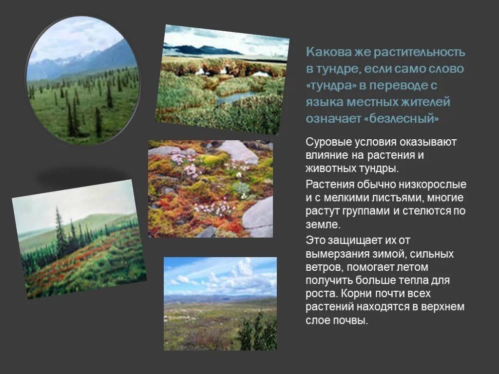 Природная зона больше всего пострадала от человека. Природная зона тундра 4 класс окружающий мир. Природные зоны России 4 класс окружающий мир тундра. Растительный мир тундры 4 класс окружающий мир. Проект природные зоны России.