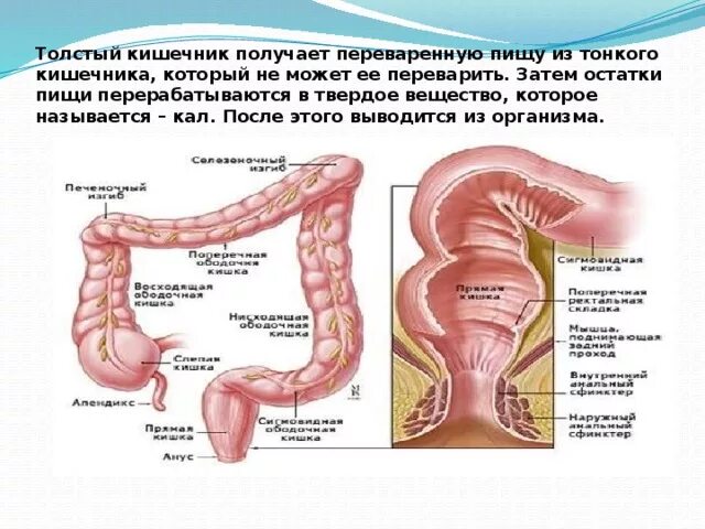 Твердая прямая кишка