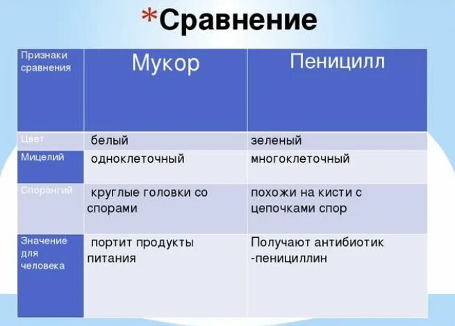 Сравнить мукор и пеницилл