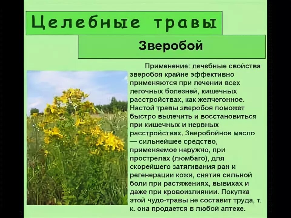 Полукустарник зверобой трава. Трава зверобоя продырявленного. Ложный зверобой. Зверобой описание растения.