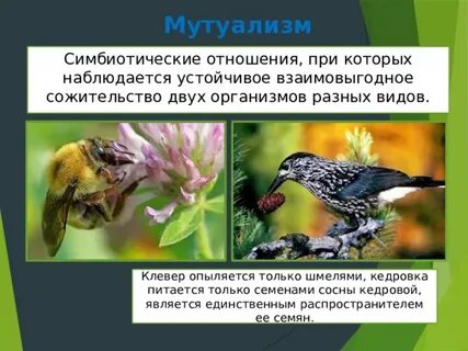 Сожительство организмов разных видов