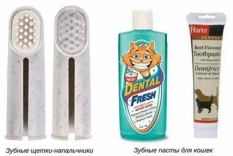 Чем чистить зубы кошке