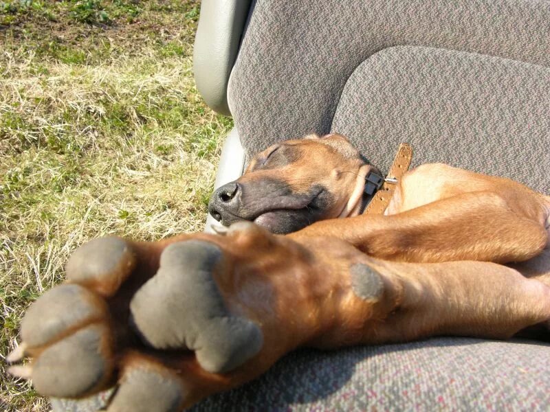 Лапа. Пятки собаки. Подушечки лап. Собачьи лапки подушечки. Пятки собаки.