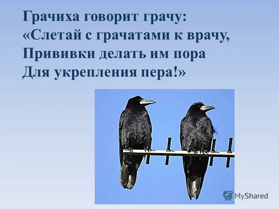 Род слова грач. Грачиха говорит Грачу. Грачиха говорит Грачу слетай с грачатами к врачу. Стих грачиха говорит Грачу слетай с грачатами к врачу. Грачиха говорит Грачу слетай с грачатами к врачу прививки.