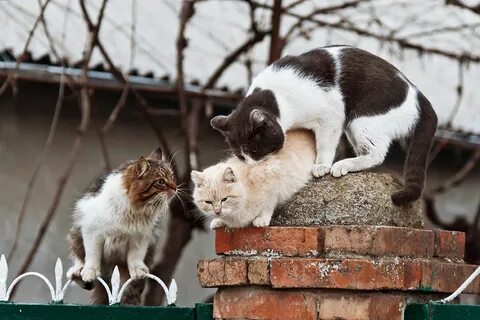 2 котенка и 1 собака