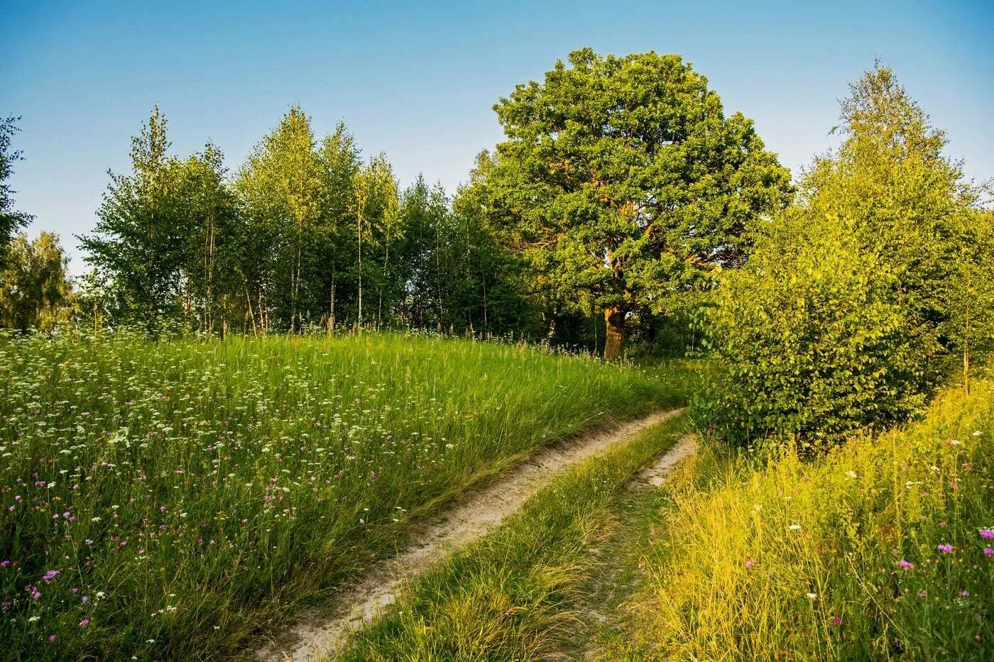 Летнее время татарстан. Лето в татарстане. природа татарстана. природа татарстана картинки. татарстан лето дороги.