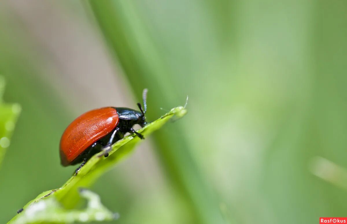 июньский жук. жесткокрылые. красный лесной жук. красный жук 2 предварительные решения. красный жук 2 предварительные решения.