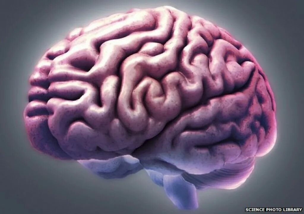 Long brain. Мозг картинка.