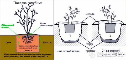 Расстояние между голубикой при посадке