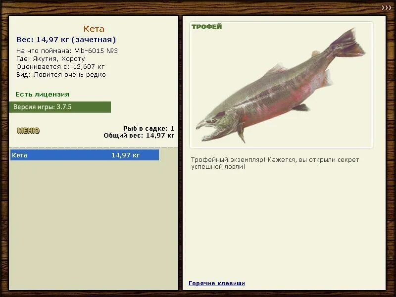 кета рыба размер. кету транзит. масса кету. кета рыба вес средний. кета рыбалка.