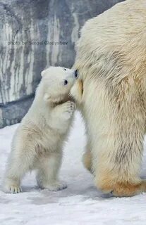 Bear tail
