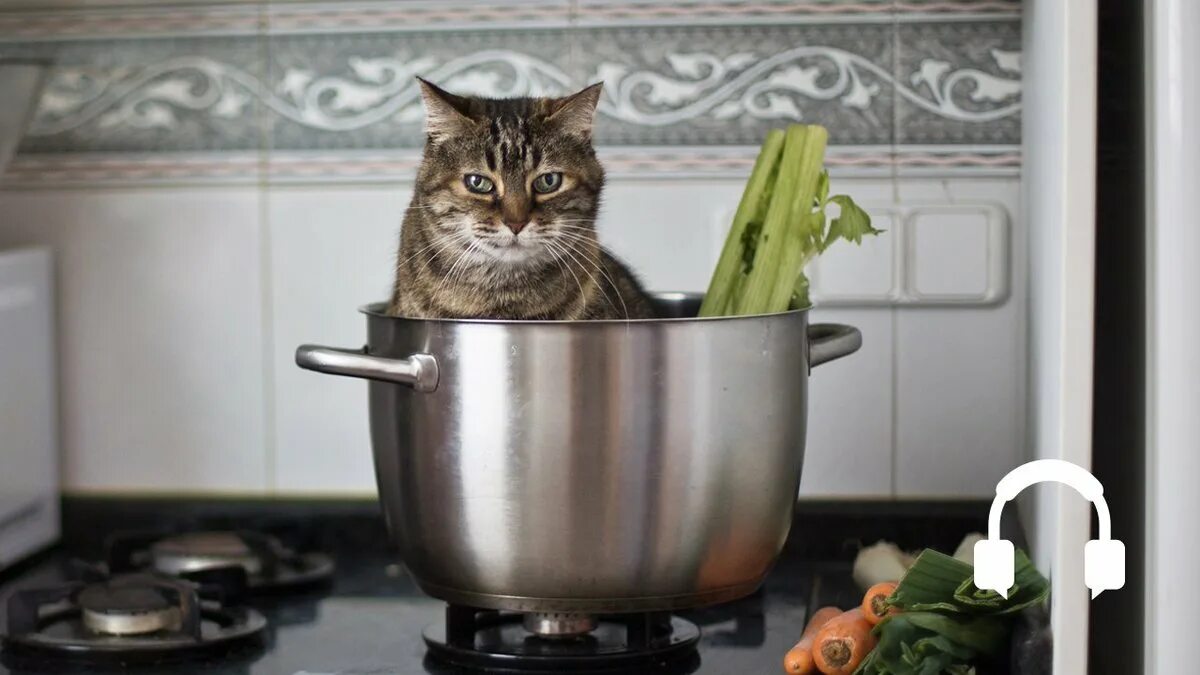 Кошка на кухне. Кот готовит. Кот готовит еду. Кот в тазике. Cooking cat