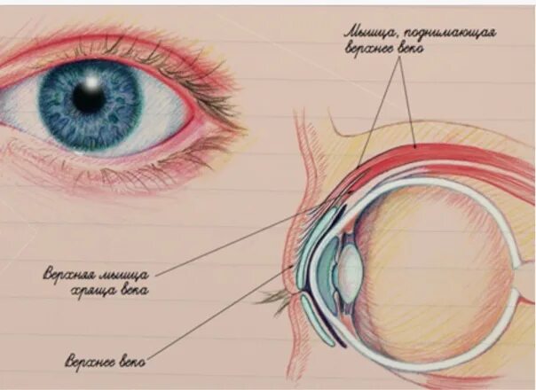 Мышца поднимающая вернхнее века. Мышцы верхних век. Мышцы верхних век. Мышцы верхних век. Orbicularis oculi).