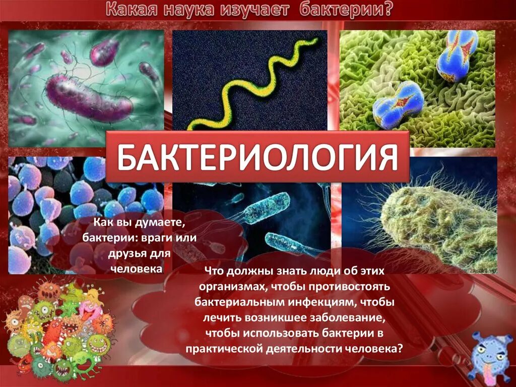 Бактерии примеры заболеваний. Разнообразие бактерий. Бактерии в природе названия. Царство бактерий. Интересные бактерии.