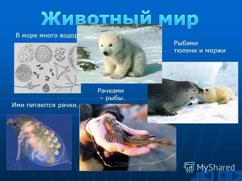 Цепь питания для арктической пустыни 4 класс окружающий мир. Цепи питания зоны арктических пустынь 4 класс. Верная цепь питания водоросли рачки рыбы гагарки белый медведь. Водоросли рачки рыбы тюлени природная зона. Цепь питания в арктической пустыне 4 класс окружающий мир.