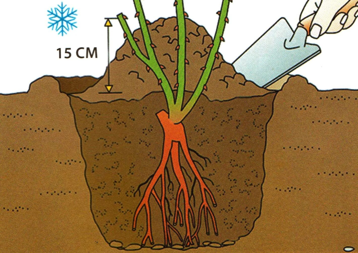 Как правильно посадить саженец розы. Правильная посадка розы в грунт. Посадка роз весной в открытый грунт. Посадка саженца розы. Правильный саженец розы.