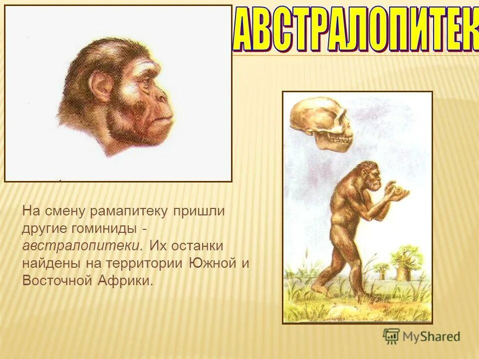 Обитание автролопитека. Австралопитек. Где был найден австралопитек. Череп австралопитека таблица. Австралопитек африканский.