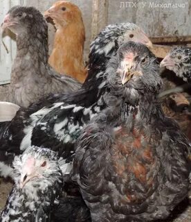 Куры котляревская отзывы