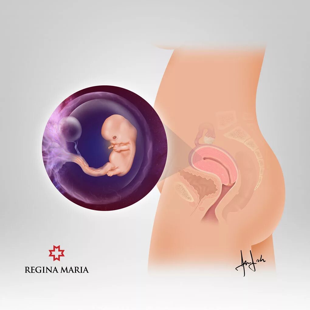 40 недель беременности вторые. Sarcina. Sarcina схематика. Тест культур sarcina.