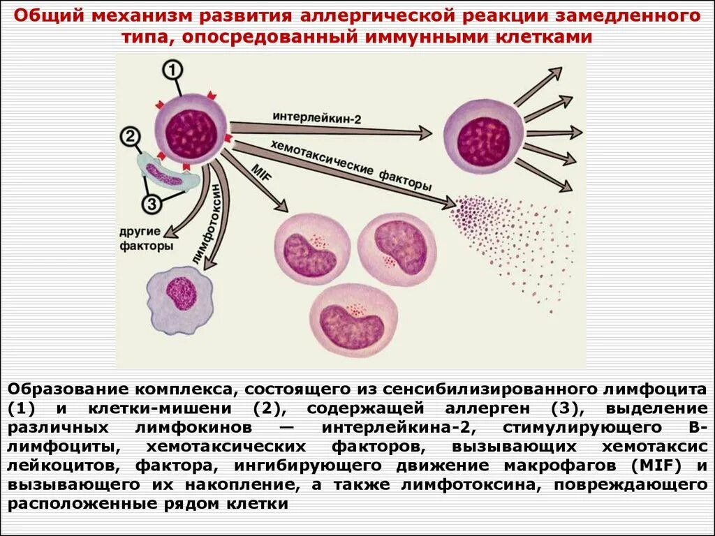 Реакция на лейкоциты положительная. Механизм развития аллергической реакции немедленного типа. Аллергическая реакция замедленного типа механизм. Механизм развития первого типа аллергических реакций. Клеточный Тип аллергических реакций механизм.