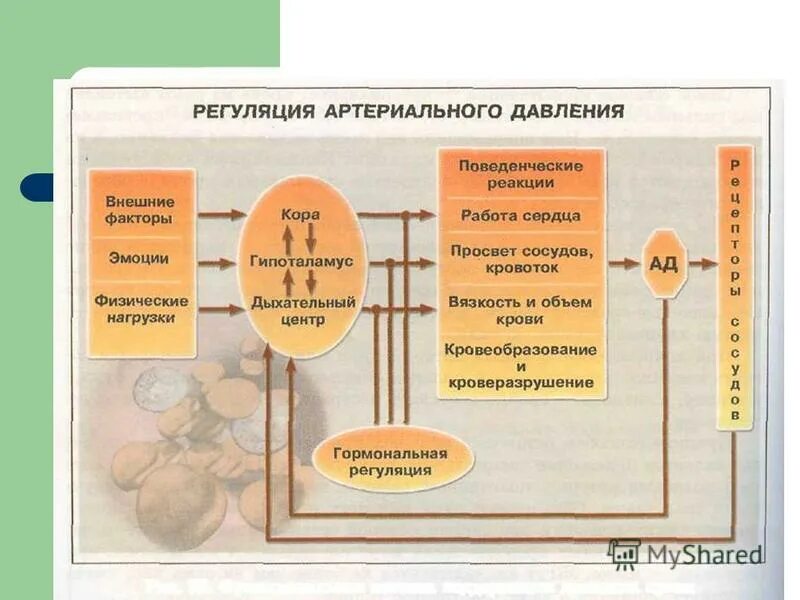 Давление синоним. Схема регуляции артериального давления. Механизм регуляции кровяного давления. Схема функциональной системы регуляции артериального давления. Системные механизмы регуляции кровяного давления.