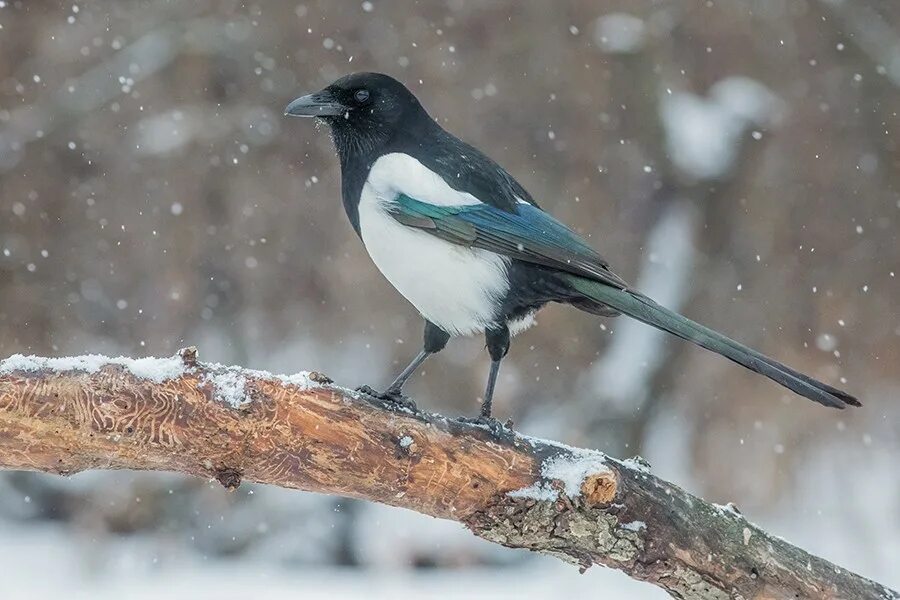 зимующие птицы забайкалья сорока. птицы на снегу. зимующие птицы сорока. 2 сороки на снегу. сорока зимой.