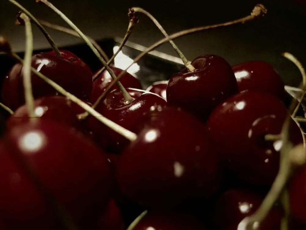 Черешня вечером. Вишня гриот. Черешня вечером. Сочная вишня. Черешня мичуринская.