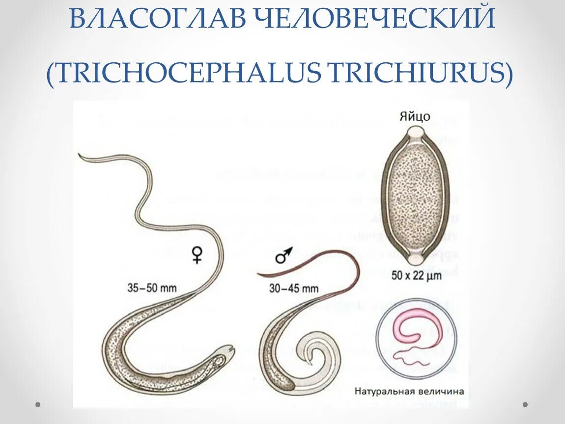 Власоглав Trichocephalus Trichiurus. Строение власоглава схема. Власоглав самка самец яйцо. Власоглав человеческий (Trichocephalus Trichiurus).