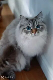 Кошки владивосток
