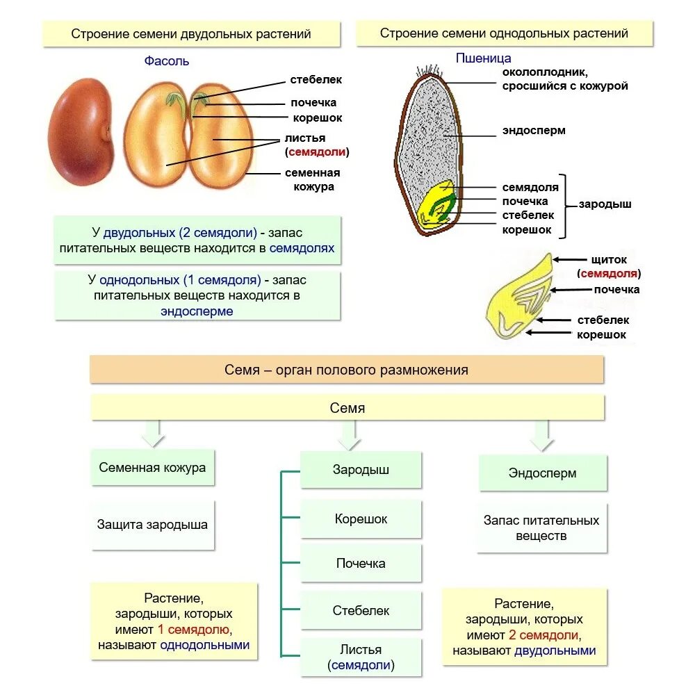 В каких структурах содержится запас питательных веществ. Структура семени биология. Схема строения семени однодольного растения. Строение семян покрытосеменных растений 6 класс. Состав и строение семян однодольных и двудольных растений.