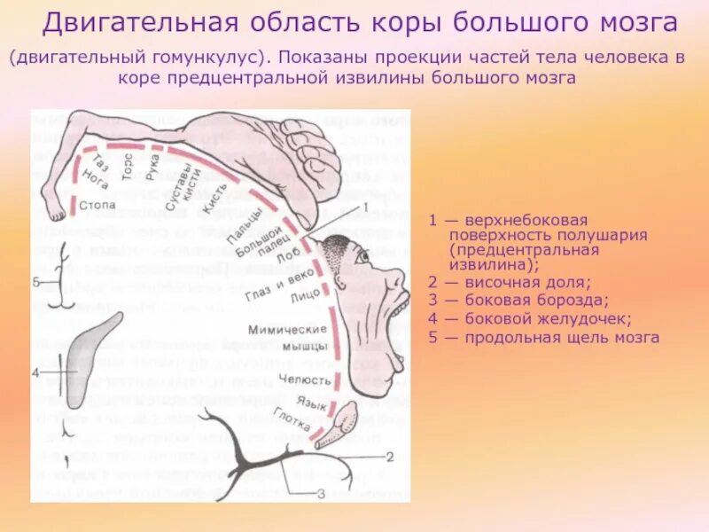 Двигателье зоны коры головного мозга. Проекционные области коры головного мозга. Двигательный гомункулус Пенфилда схема. Проекционные двигательные зоны коры головного мозга.