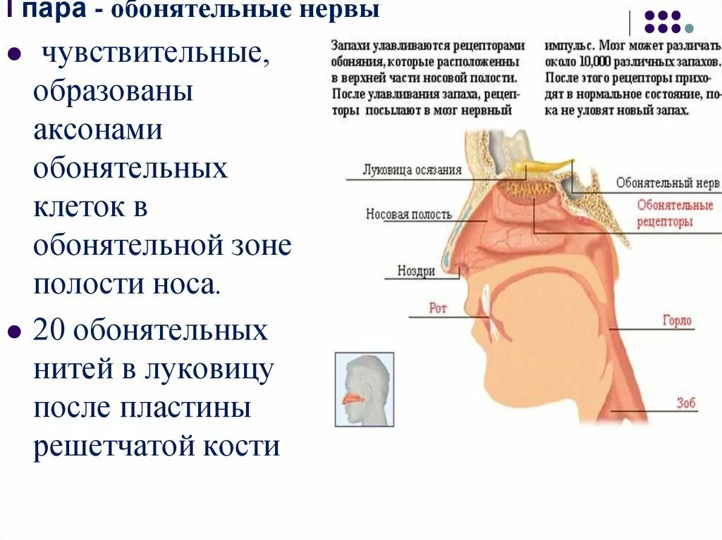 В какой момент человек воспринимает запахи. Обонятельные рецепторы и обонятельный нерв. 1 Обонятельный нерв. Анализатор обоняния нерв. Обонятельный анализатор Рецептор нерв.