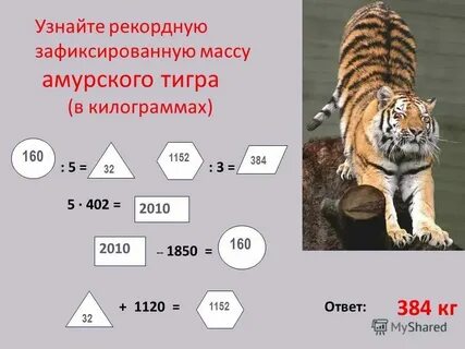 Вес тигра в среднем