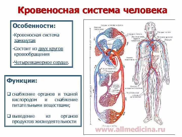 Кровеносная система организма человека строение и функции. Строение и функции кровеносной системы. Органы из которых состоит кровеносная система и функции. Особенности строения кровеносной системы человека. Основные органы кровообращения