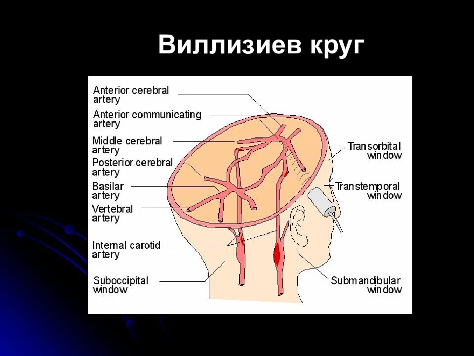 Артерии круг головного мозга. Кровоснабжение мозга Виллизиев круг. Везиев круг. Аедизиев круг. Вализиеа круг.