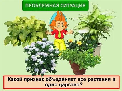 Какие растения объединяют