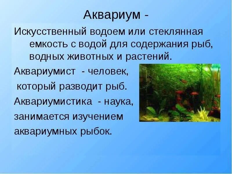 Аквариум и его обитатели проект 2 класс Скачать презентацию для класса Аквариум маленькая искусственная экосистема бес