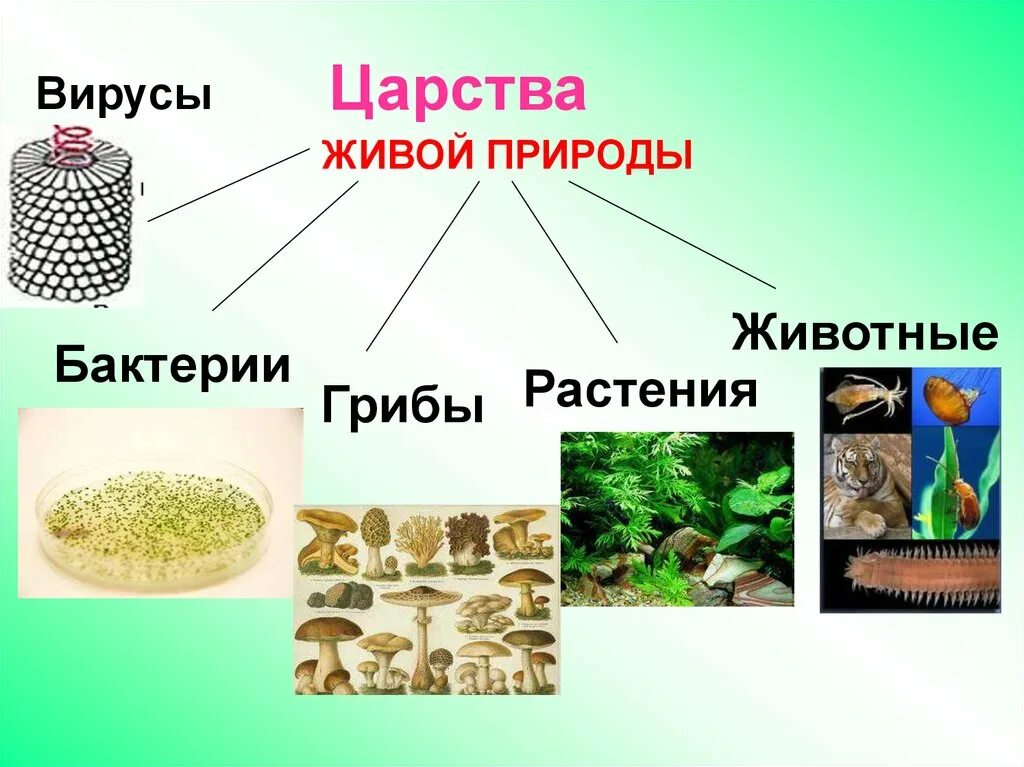 Приведите по три примера организмов растения грибы. Царство растений животных грибов бактерий вирусов. Царство животных царство растений царство грибов царство бактерий. Царство животных растений грибов бактерий. Царства живой природы бактерии. Грибы.