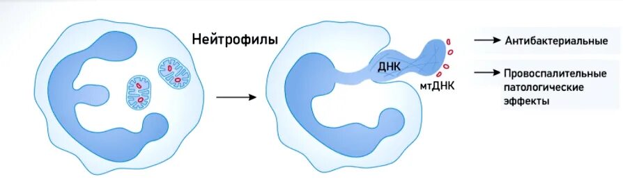 Ловушки нейтрофилов. Рецепторы нейтрофилов. Ловушки нейтрофилов. Ловушки нейтрофилов. Ловушки нейтрофилов.