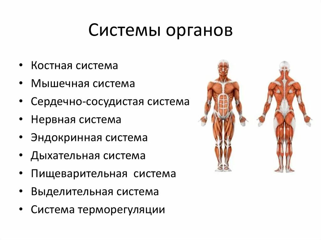 Сколько в организме органов. Системы органов. Органы и системы органов человека. Си тема органов человека. Анатомия и физиология человека.