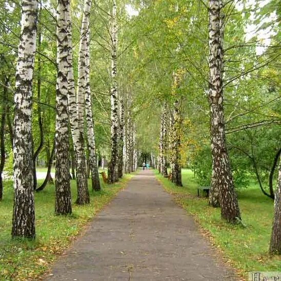 Владелец березки. ДСОЛ Березовая роща. Березовая роща Ивановский район. Лагерь Берёзовая роща Ивановская область. ДСОЛ кд Березовая роща.