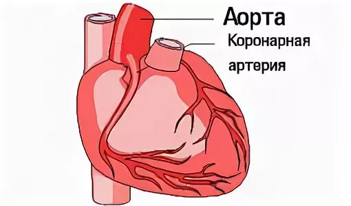 Сердце анатомия. Строение аорты сердца. Нисходящий отдел аорты. Верхние и нижние полые вены сердца. Строение сердца.