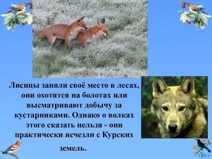 Дикие животные курского края