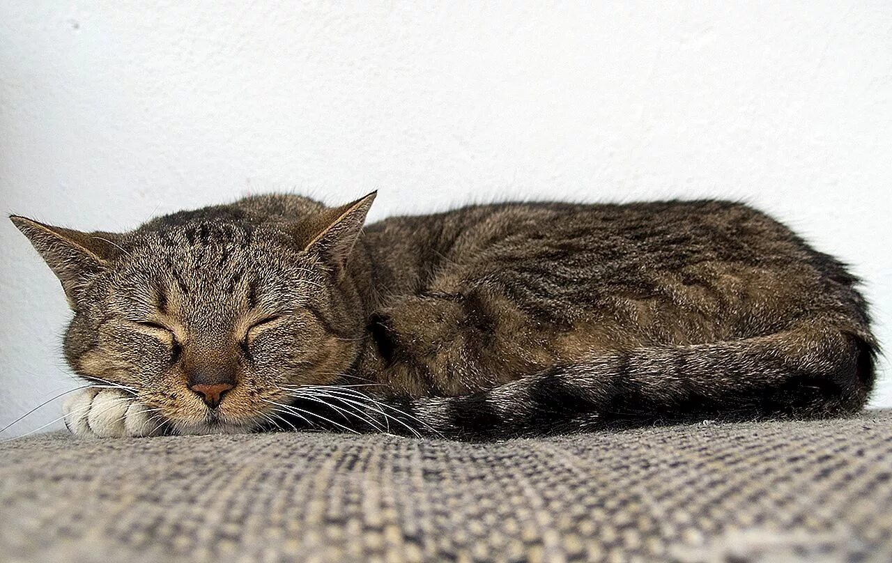 Кот дремот. Спящий кот. кошка спит. сонный кот. спящие коты.